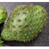 Soursop Fruit Medium 1 piece