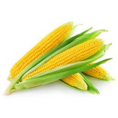 Fresh Sweet Corn - Pack of 2