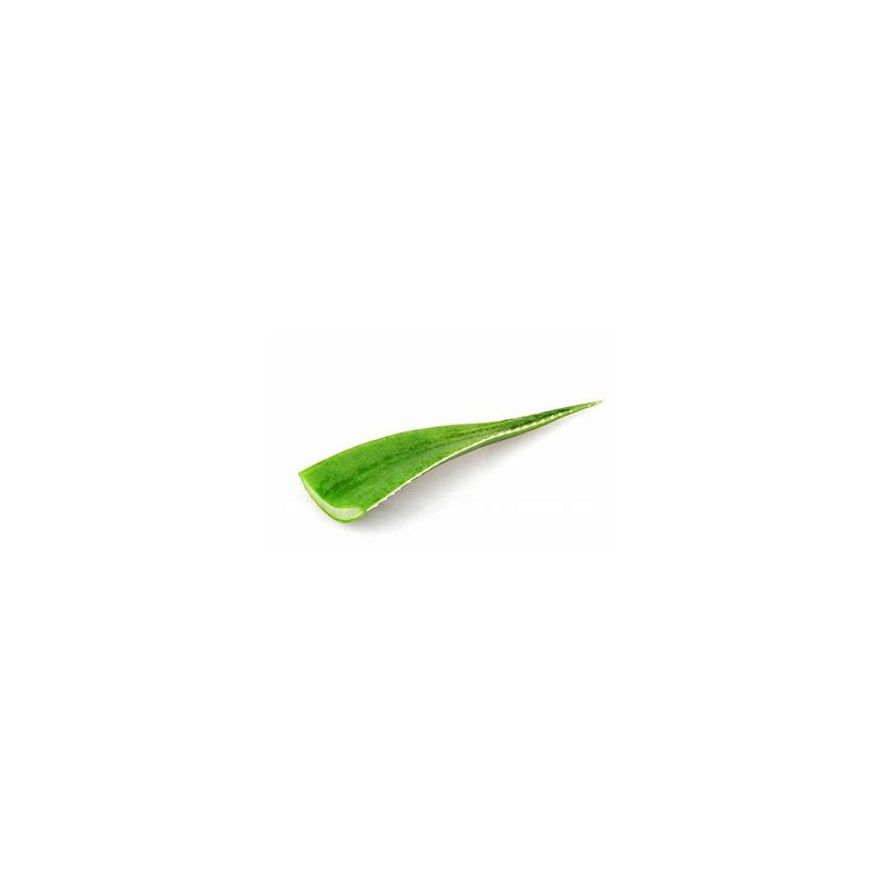 Aloe Vera - 1 piece