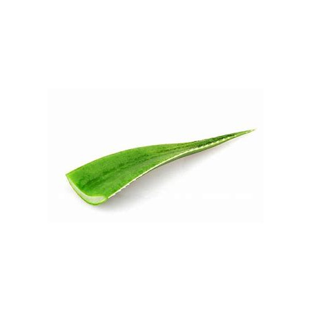 Aloe Vera - 1 piece