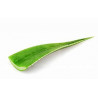 Aloe Vera - 1 piece