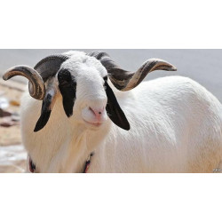 Ileya (Qurbani/Eid) Ram Meat