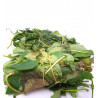 Fresh Utazi bunch