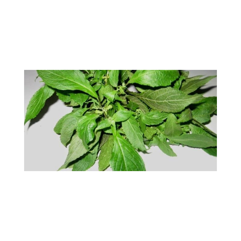 Fresh Scent Leaf/ Nchanwun/ Efirin Big Bunch (Ocimum Gratissimum)
