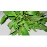 Fresh Scent Leaf/ Nchanwun/ Efirin Big Bunch (Ocimum Gratissimum)